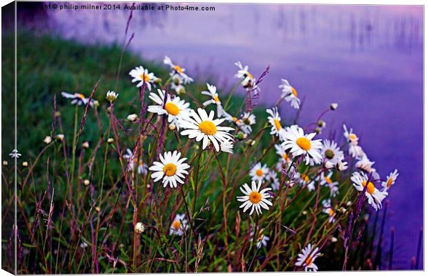 Daisies By The Lake Canvas Print by philip milner