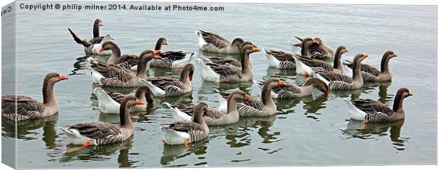  Geese A Gathering Canvas Print by philip milner