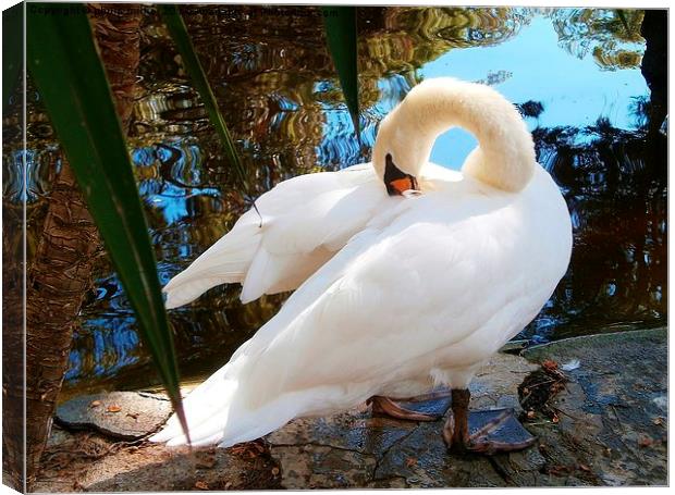  A Very Fine Swan Indeed Canvas Print by philip milner