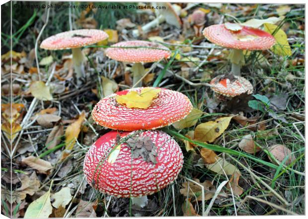 Fungi In The Forest Canvas Print by philip milner