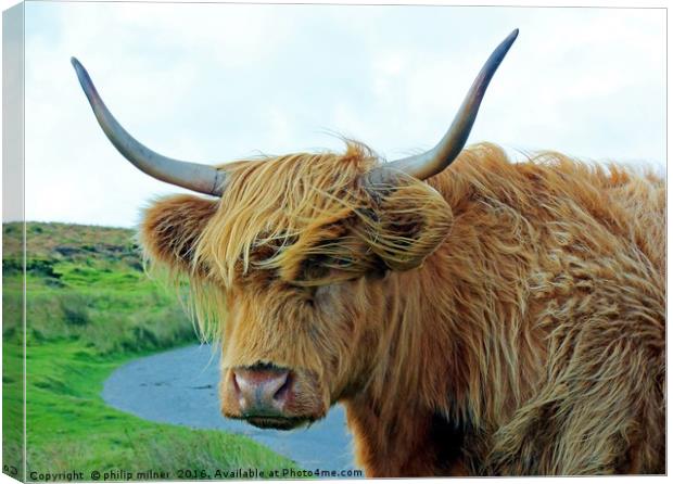 A Cow On Dartmoor Canvas Print by philip milner