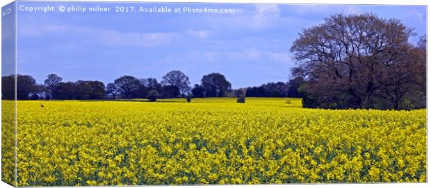 Fields Of Rapeseed Canvas Print by philip milner