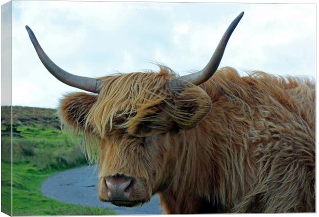 Dartmoor Cow Canvas Print by philip milner