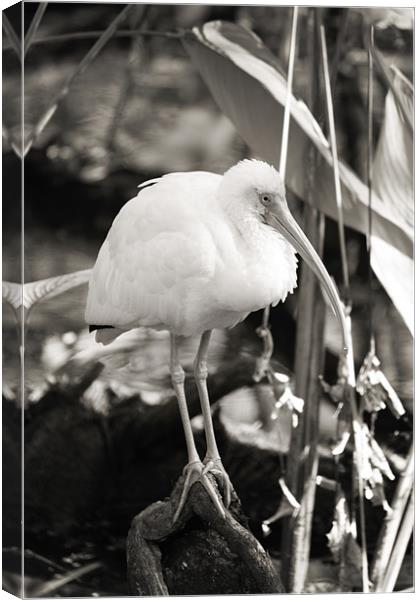 Ibis BW Canvas Print by Candice Smith