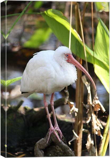 Ibis Color Canvas Print by Candice Smith