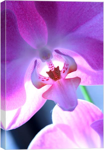 Orchid Canvas Print by Candice Smith