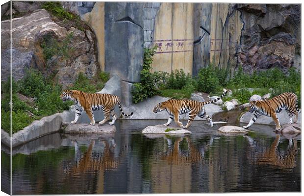 The tiger crossing Canvas Print by Erika Laur