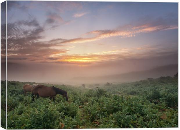 Misty New Forest Pony Sunrise Canvas Print by stuart bennett