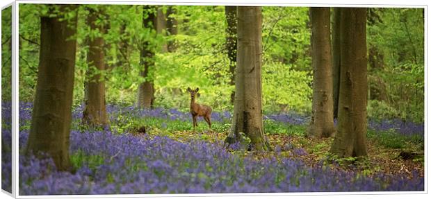 Bluebell woods Deer Canvas Print by stuart bennett