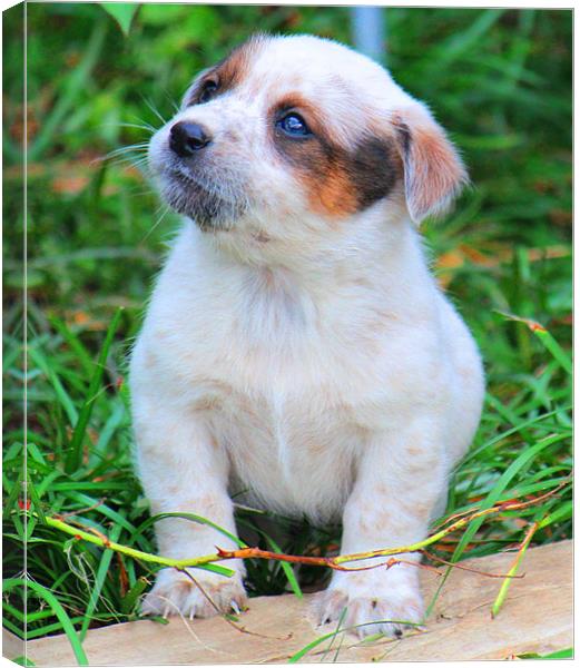 Puppy Posing Canvas Print by Michelle Harrison