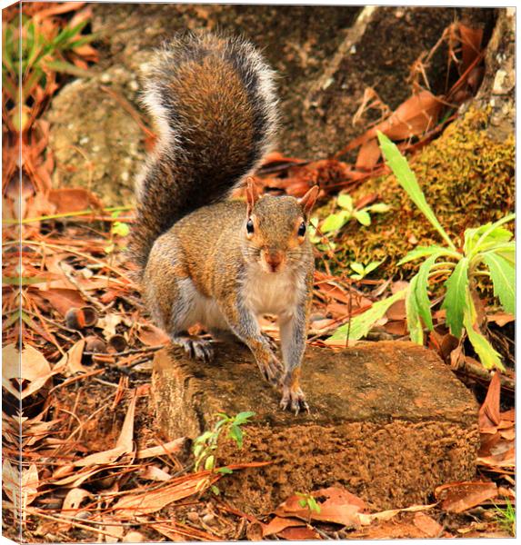 Rocky the Squirrel Canvas Print by Michelle Harrison