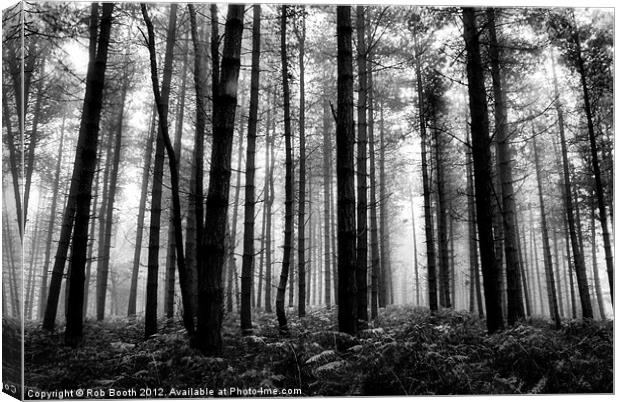'Misty Woods' Canvas Print by Rob Booth