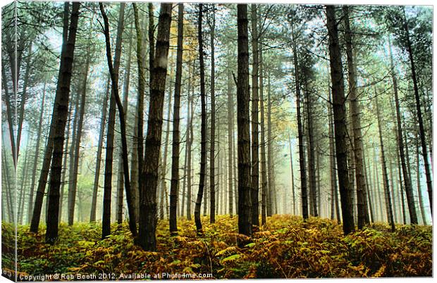 'Misty North Felly Woods' Canvas Print by Rob Booth