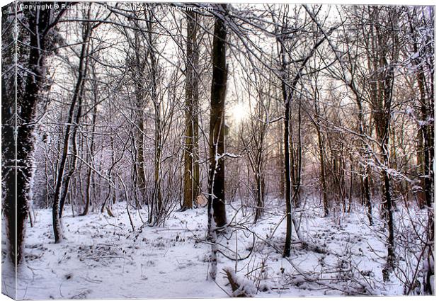 'Watnall Woods' Canvas Print by Rob Booth