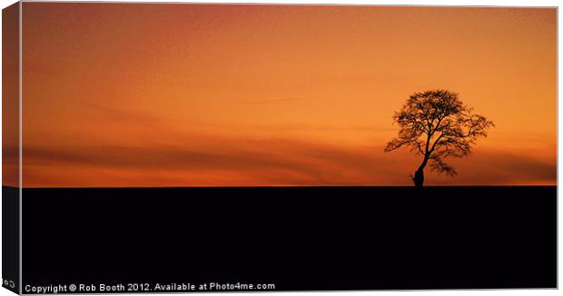 'Sunset Tree' Canvas Print by Rob Booth
