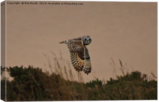 Short Eared Owl Canvas Print by Rob Booth