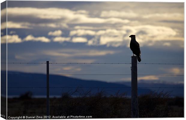 Hawk on fence in Patagonia Canvas Print by Daniel Zrno