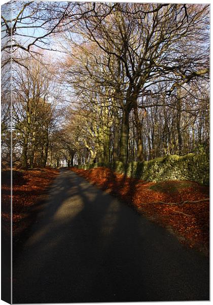 Derbyshire Beech Wood Canvas Print by Stuart Hallam