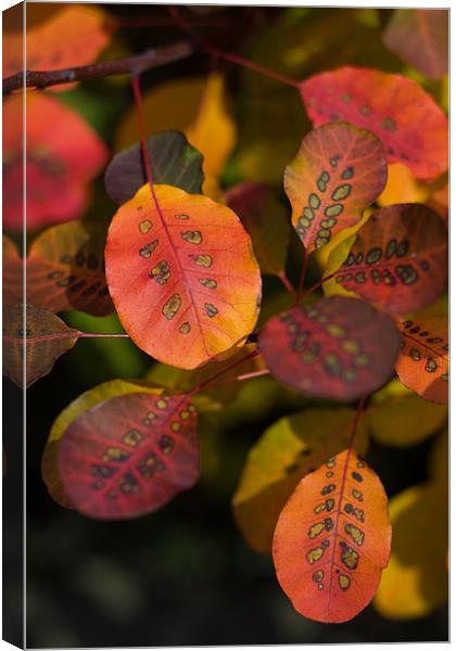 Autumn Cotinus Canvas Print by Stuart Hallam