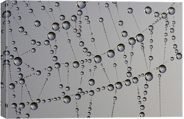 Water Droplets on Spider Web Canvas Print by Dave Frost