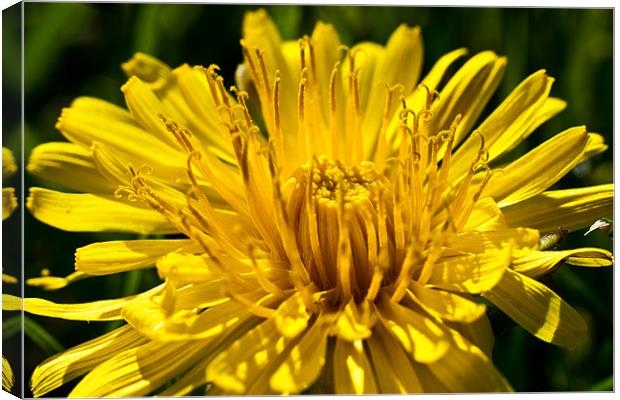 A Dandelion close-up in the summer sunshine Canvas Print by Dave Frost