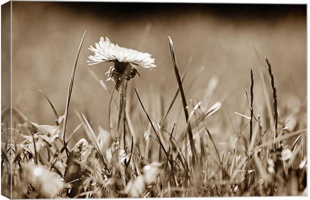 A Lonely Daffodil in a field of grass Canvas Print by Dave Frost