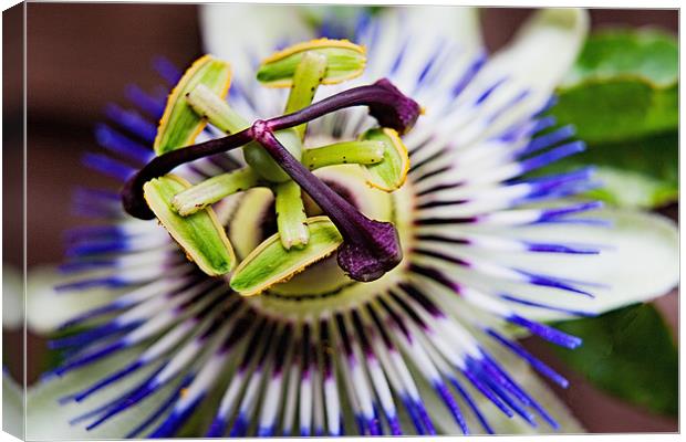 Passion Flower Macro Canvas Print by Dave Frost