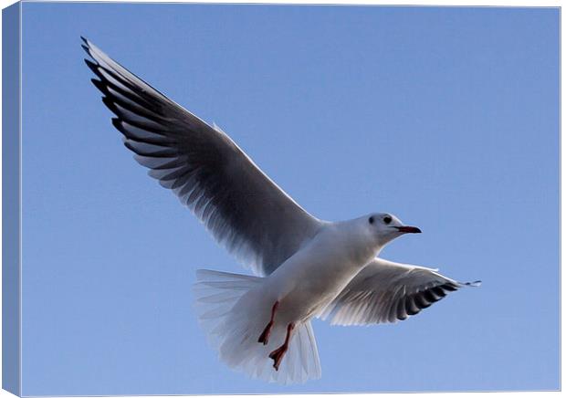 Gull against blue sky Canvas Print by Dave Frost