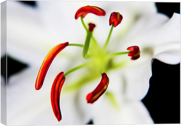 Closeup Flower Stamen Macro Canvas Print by Dave Frost