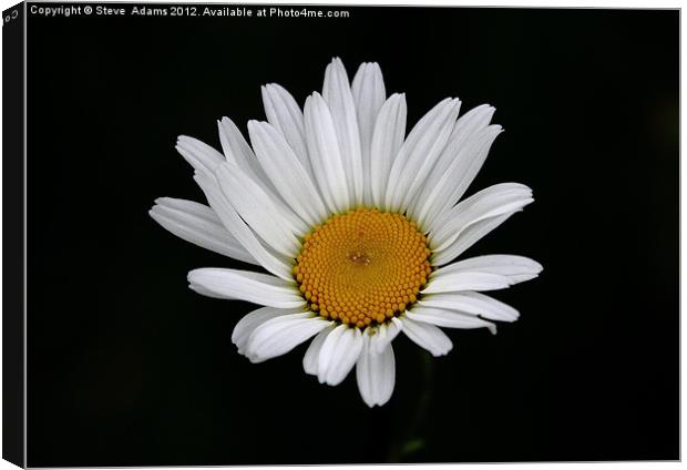 Daisy Canvas Print by Steve Adams