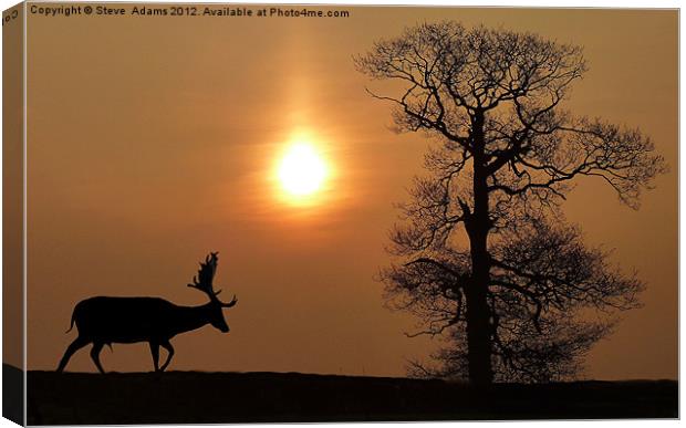 Fallow Deer Canvas Print by Steve Adams