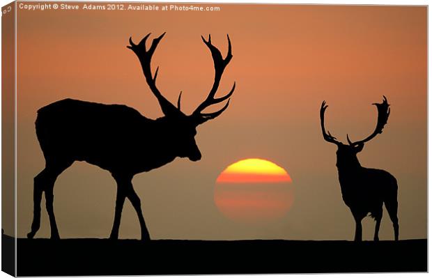 Sunset Stags Canvas Print by Steve Adams