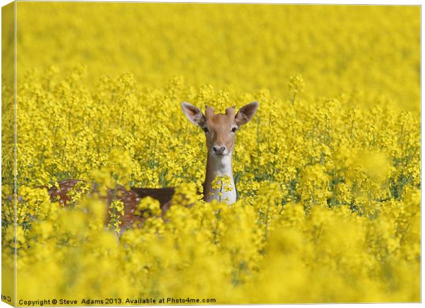 Fallow in Yellow Canvas Print by Steve Adams