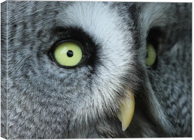 Great Grey Owl Canvas Print by Steve Adams