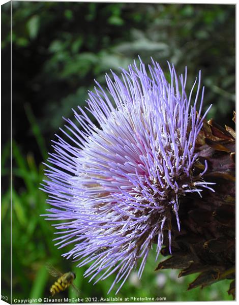 Ouch This is Spiky! Canvas Print by Eleanor McCabe