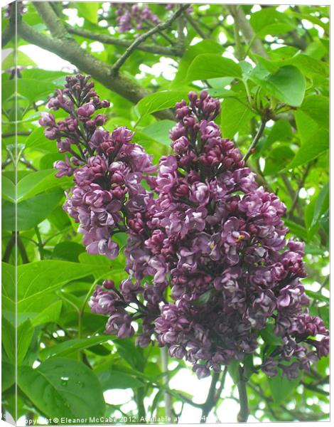 Purple Perfume! Canvas Print by Eleanor McCabe