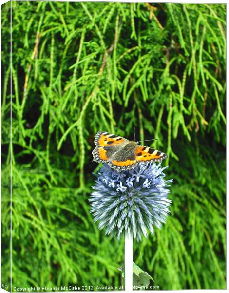 Sitting Proud! Canvas Print by Eleanor McCabe