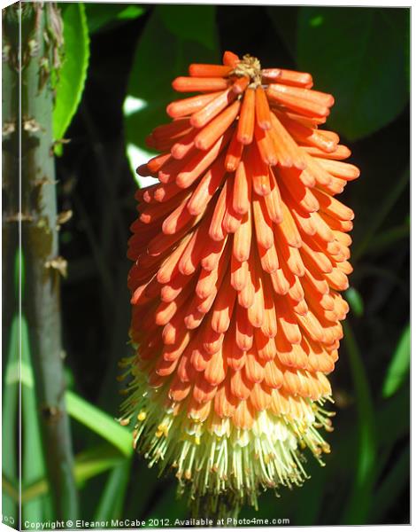 Summer Glory! Canvas Print by Eleanor McCabe