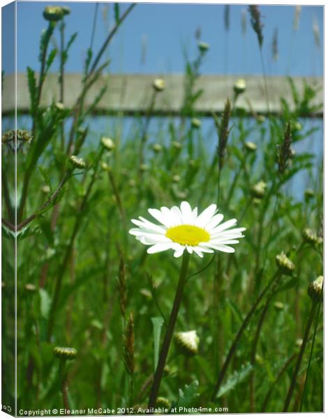 Sunshine Daisy! Canvas Print by Eleanor McCabe