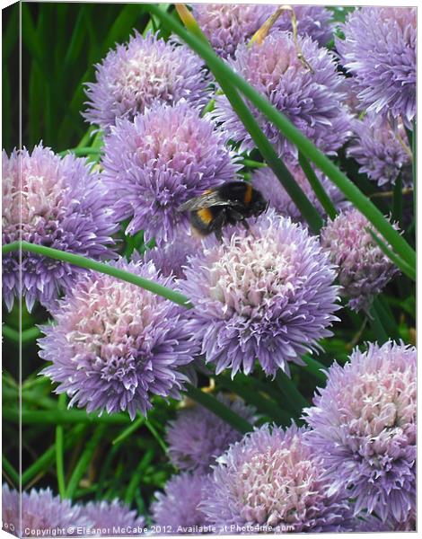 Summer Buzz! Canvas Print by Eleanor McCabe
