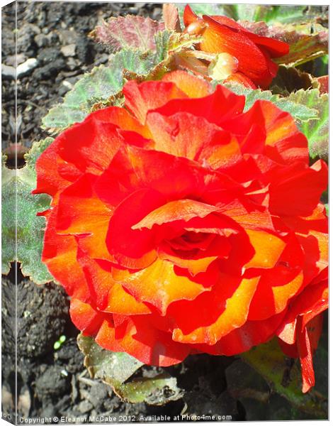 Flaming Begonia! Canvas Print by Eleanor McCabe