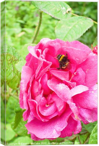 Bright Summer Bee! Canvas Print by Eleanor McCabe