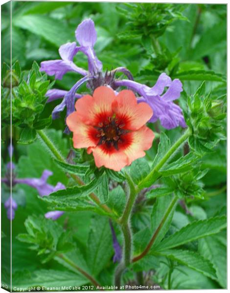 Delicate Red Beauty! Canvas Print by Eleanor McCabe