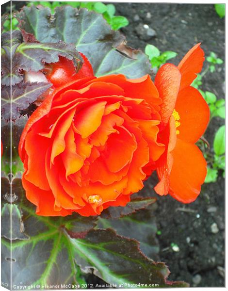 Bright Begonia Beauty! Canvas Print by Eleanor McCabe