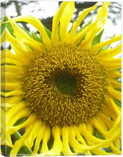 Ray of Sunshine! Canvas Print by Eleanor McCabe