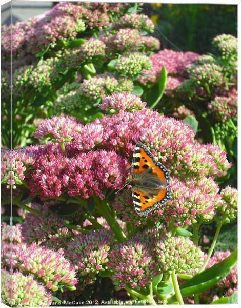 Pretty in Pink! Canvas Print by Eleanor McCabe