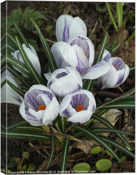 Spring Bouquet! Canvas Print by Eleanor McCabe