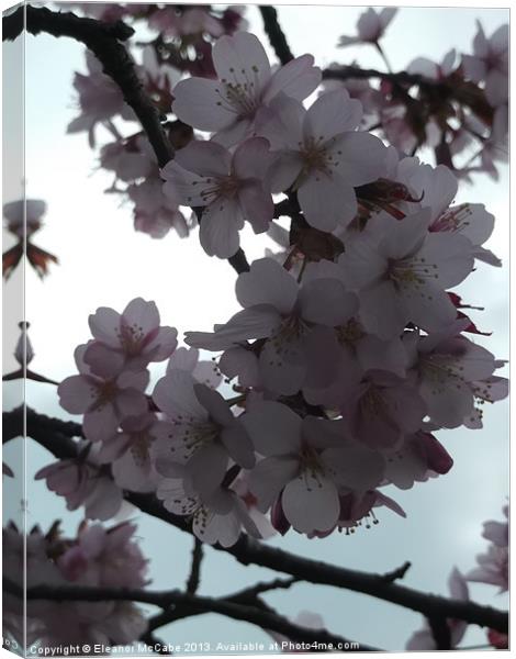 Sunny Spring Beauty! Canvas Print by Eleanor McCabe