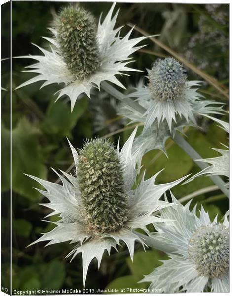 Summer Spikes! Canvas Print by Eleanor McCabe