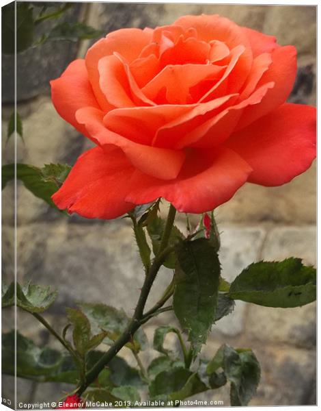 Rosy Rosy Rosy Red! Canvas Print by Eleanor McCabe